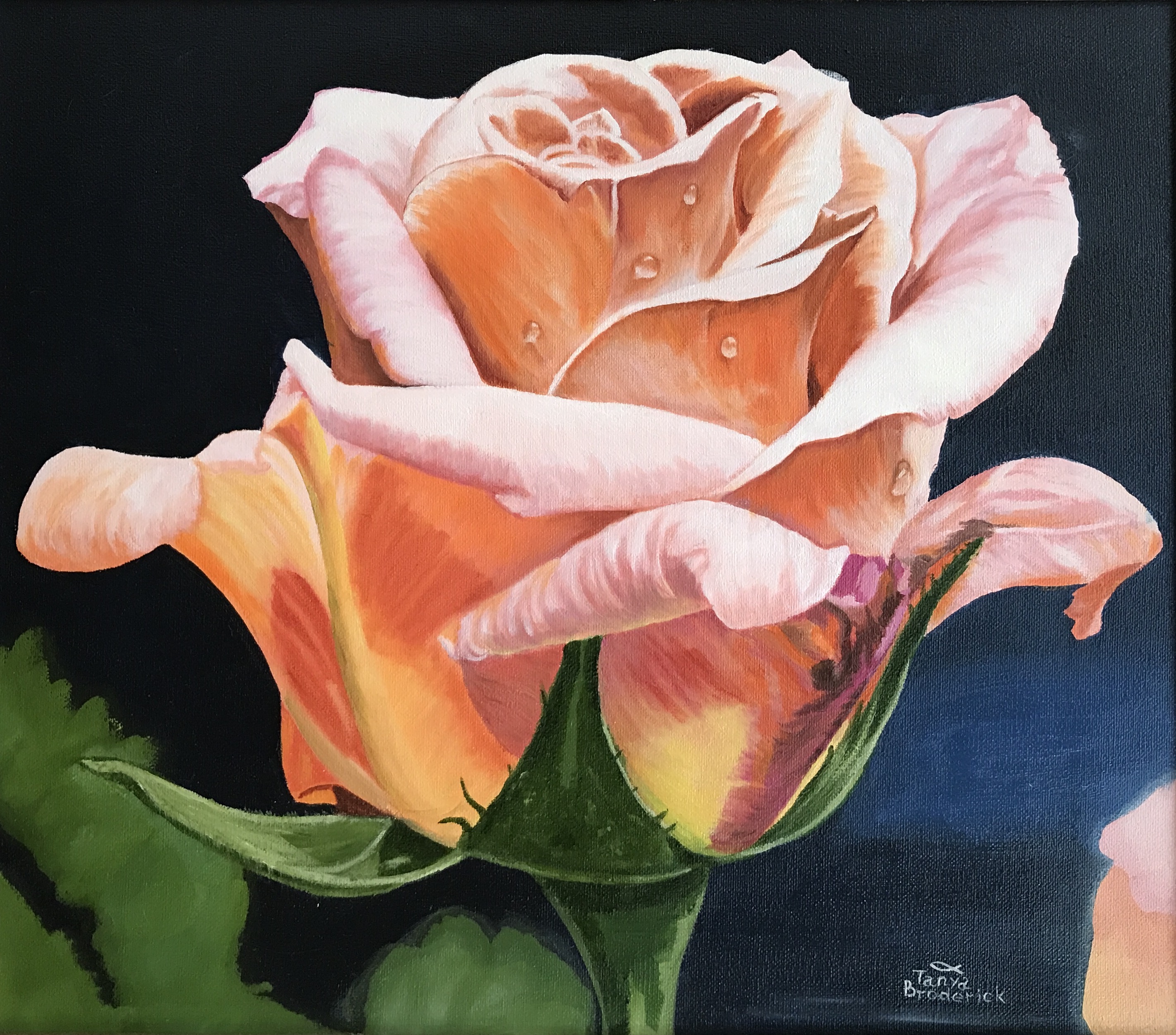 Tea Rose, 13&quotx15", oil on canvas – Available