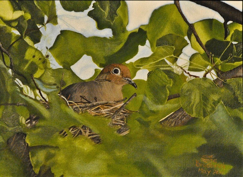 Morning Dove, 11&quotx14", oil on canvas – Sold