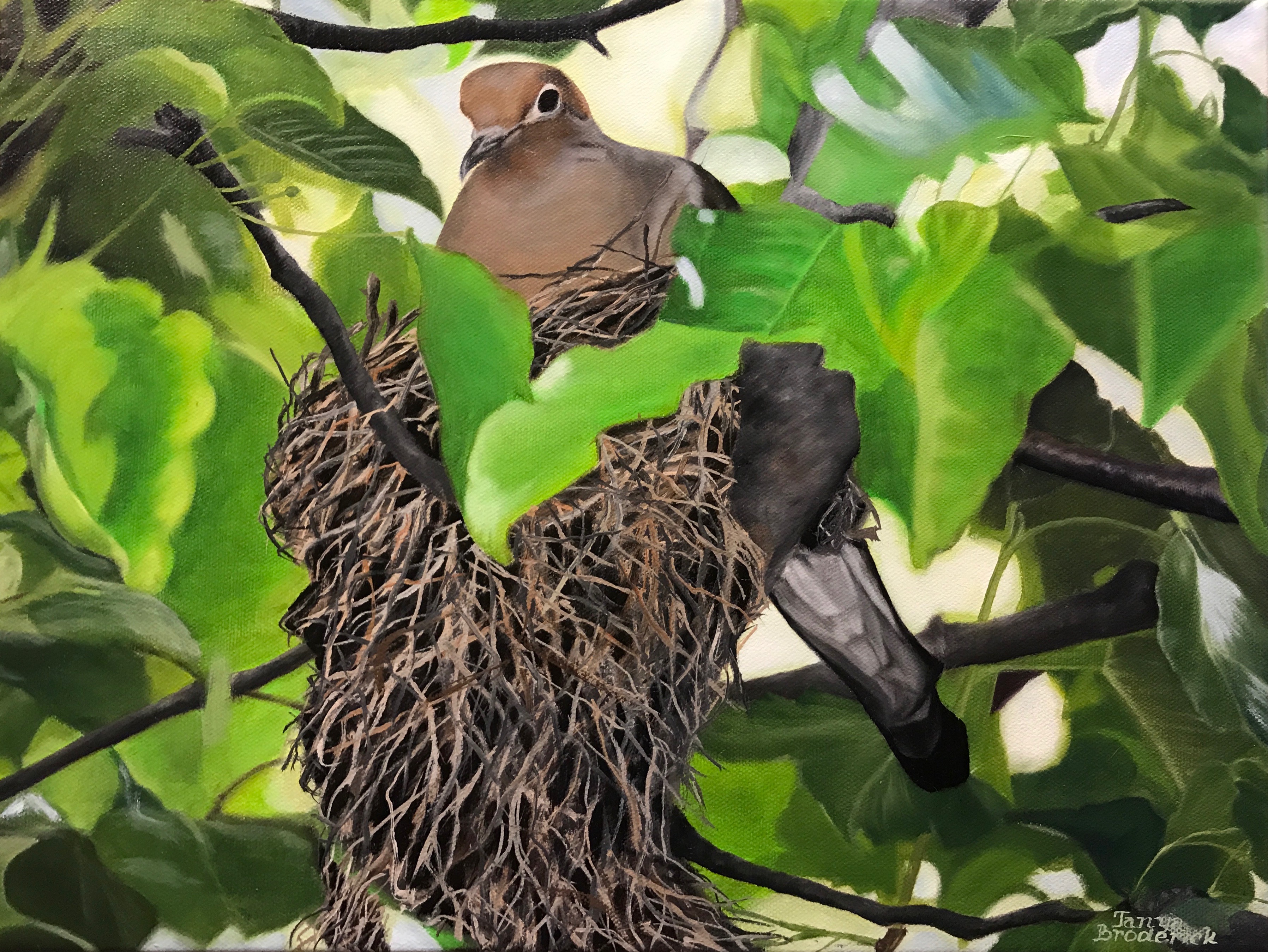Roosting Dove, 12&quotx16", oil on canvas – Available