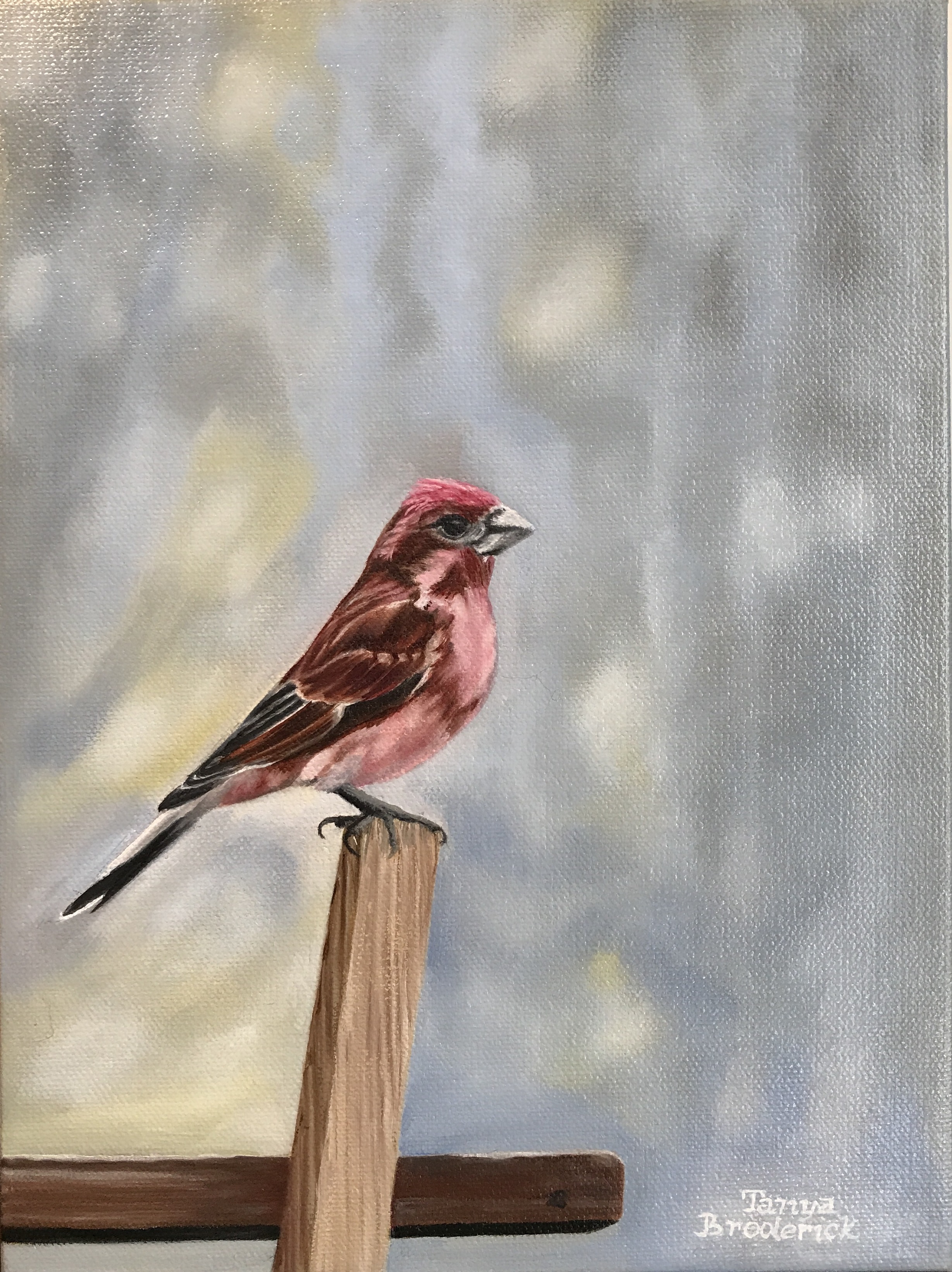 Purple Finch, 9&quotx12", oil on canvas – Available